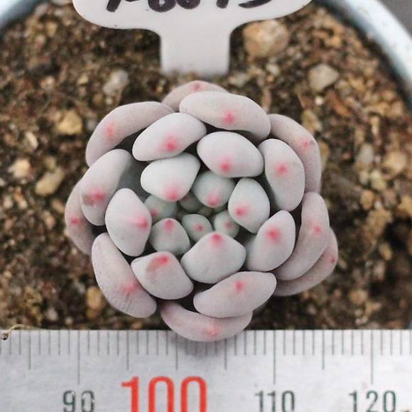 PRESALE Pachyphytum Oviferum Hybrid