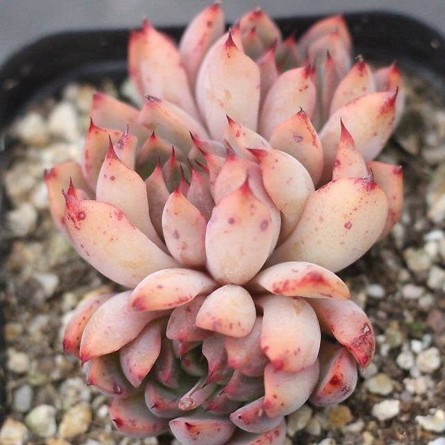 PRESALE Echeveria Golden Bear, (Cluster)