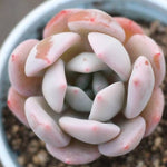 PRESALE Echeveria Silver Ring