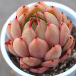 PRESALE Echeveria Agavoides Sp.