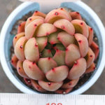 PRESALE Echeveria Agavoides Sp.