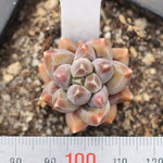 READY TO SHIP- Pachyphytum Sp.