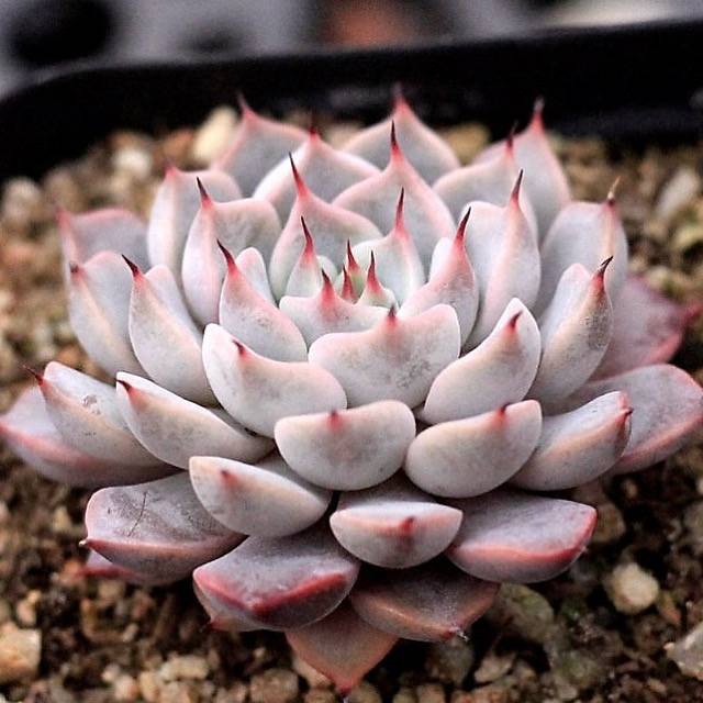 zona rosa succulents Echeveria Pink Zaragosa