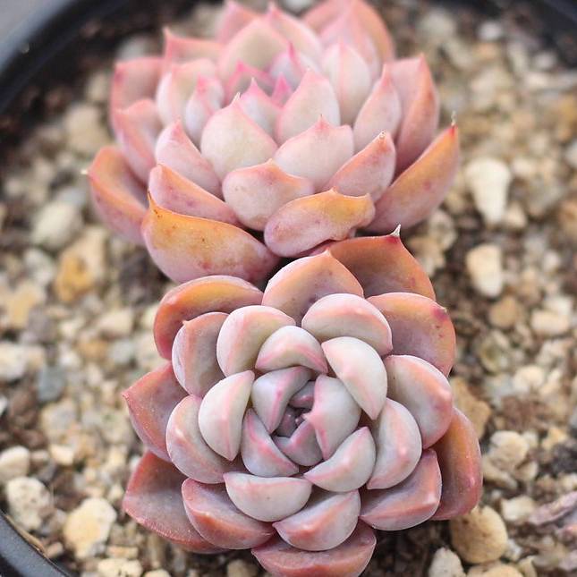 SPECIAL! JUST CART!!! Echeveria Orion, (Double)