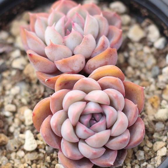 SPECIAL! JUST CART!!! Echeveria Orion, (Double)