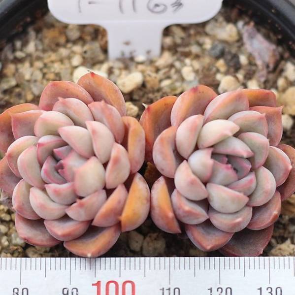 SPECIAL! JUST CART!!! Echeveria Orion, (Double)