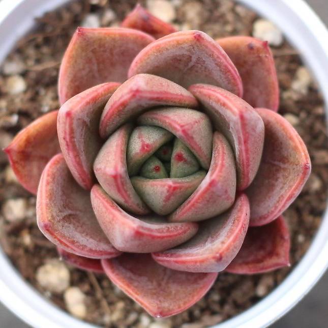mountain creek succulents PRESALE Echeveria Snow Mountain, (New)