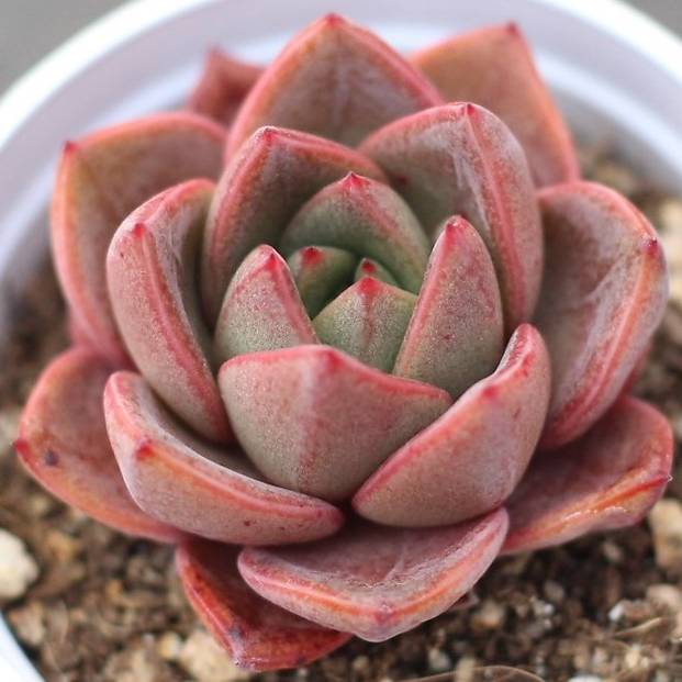 succulent snowbird PRESALE Echeveria Snow Mountain, (New) – Cedar Creek Farmhouse