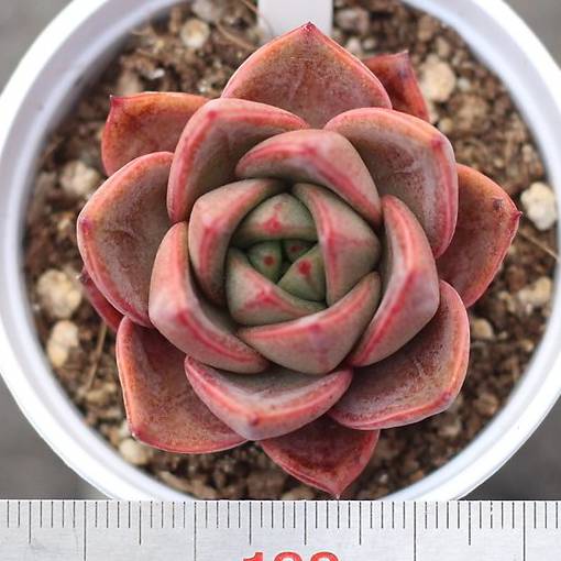 snowbird succulent PRESALE Echeveria Snow Mountain, (New) – Cedar Creek Farmhouse