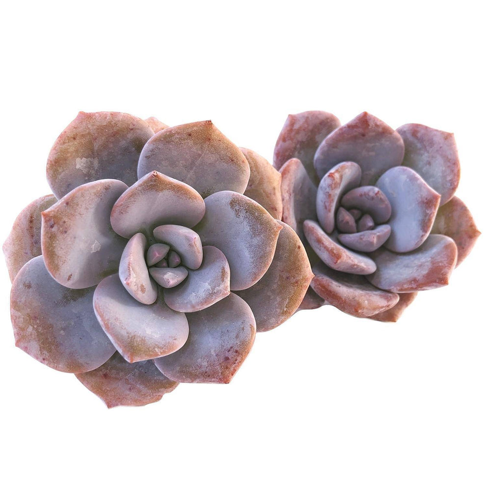 Echeveria Missing You, (Random)