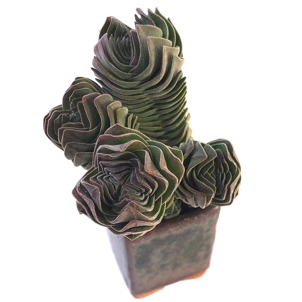 Crassula Buddha Temple, Cluster