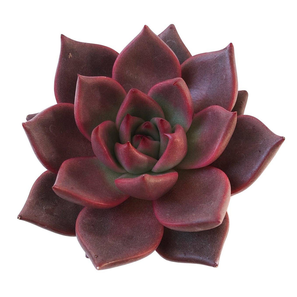 Echeveria Agavovides Romeo, (Randomish)