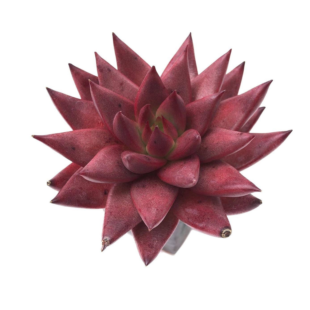 Echeveria Agavoides Sirius