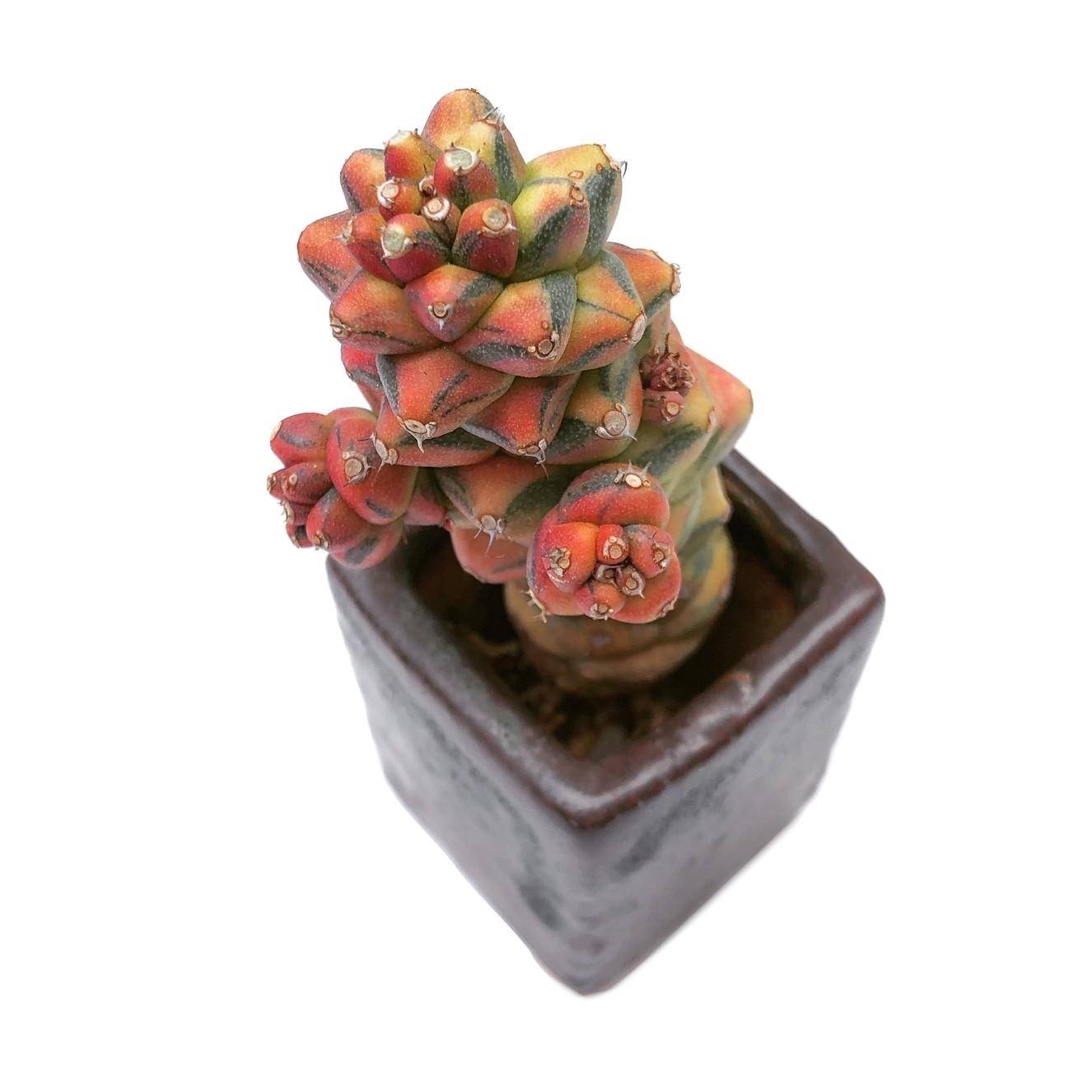 Monadenium Ritchiei Variegata – Cedar Creek Farmhouse