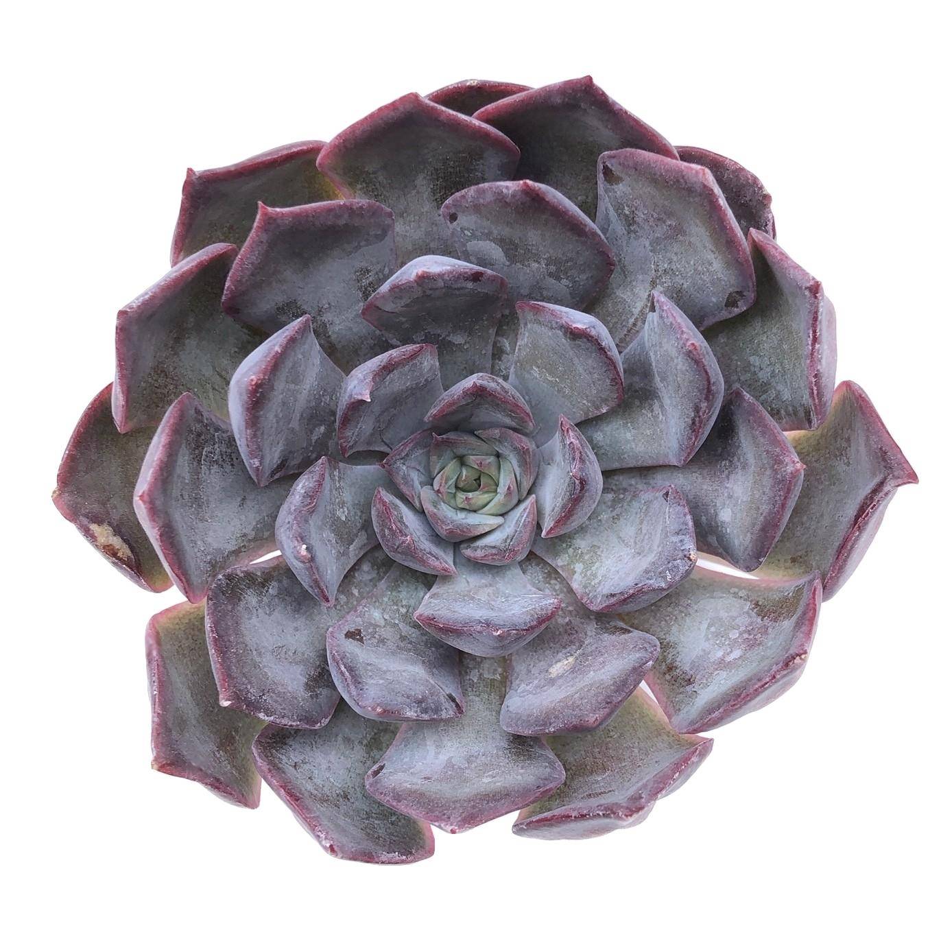 dark ice succulent Echeveria Dark Ice – Cedar Creek Farmhouse