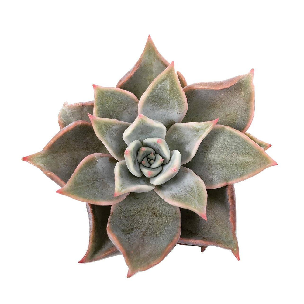 madiba succulent SALE! Echeveria Madiba – Cedar Creek Farmhouse