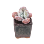 Pachyphytum Cuicatecanum