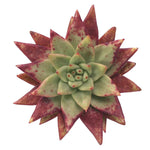 Echeveria Agavoides Morning Star