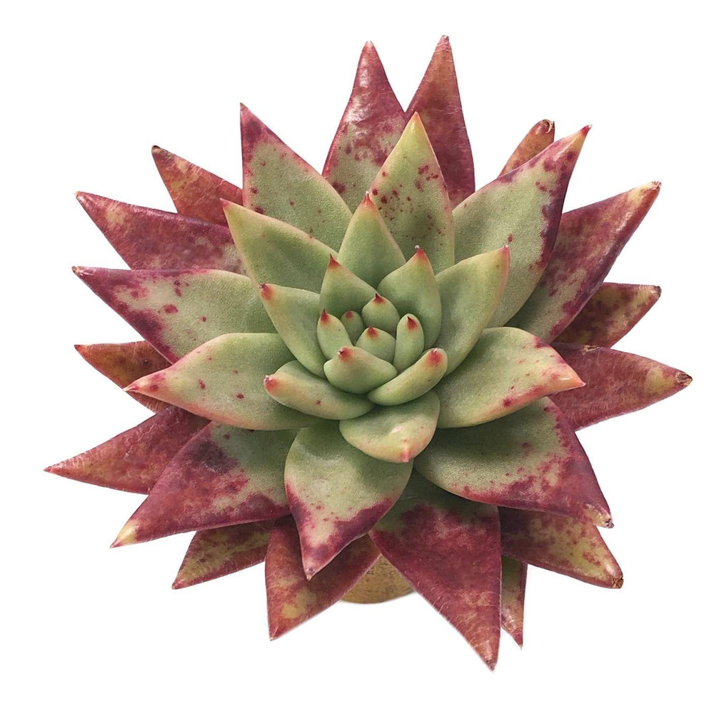 Echeveria Agavoides Morning Star