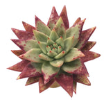 Echeveria Agavoides Morning Star