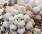 PRESALE Echeveria Crown Ball, (Random)