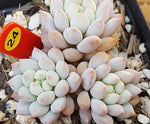 PRESALE Echeveria Crown Ball, (Random)