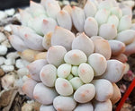 PRESALE Echeveria Crown Ball, (Random)