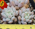 PRESALE Echeveria Crown Ball, (Random)