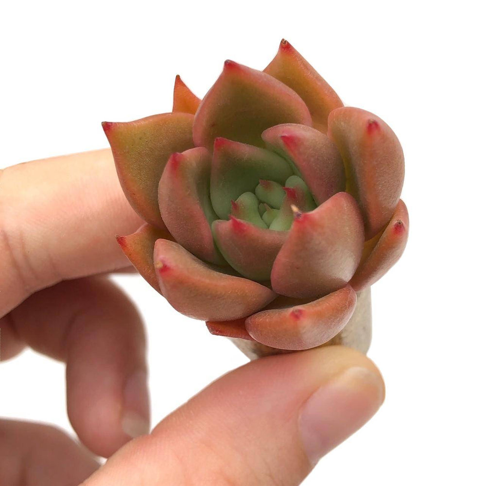 Echeveria Cinnamon