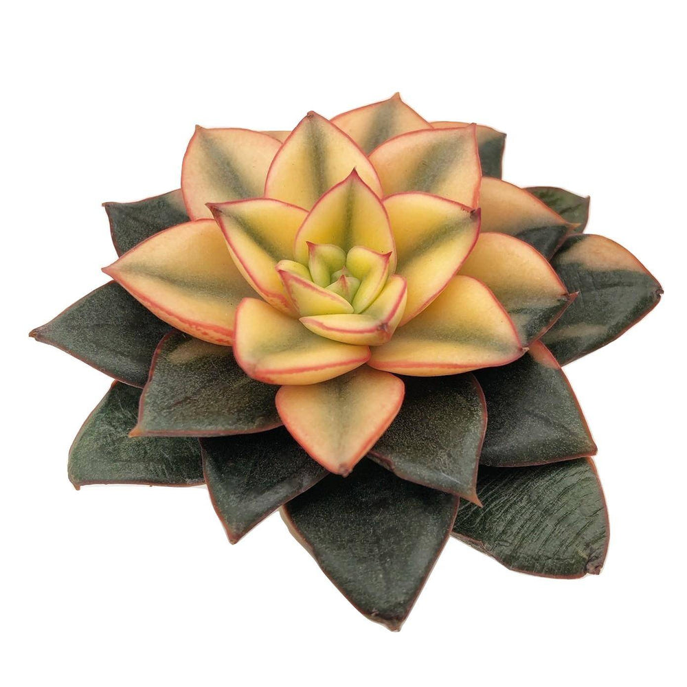 Echeveria Monocerotis, Variegata