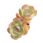Echeveria Strawberry Ice