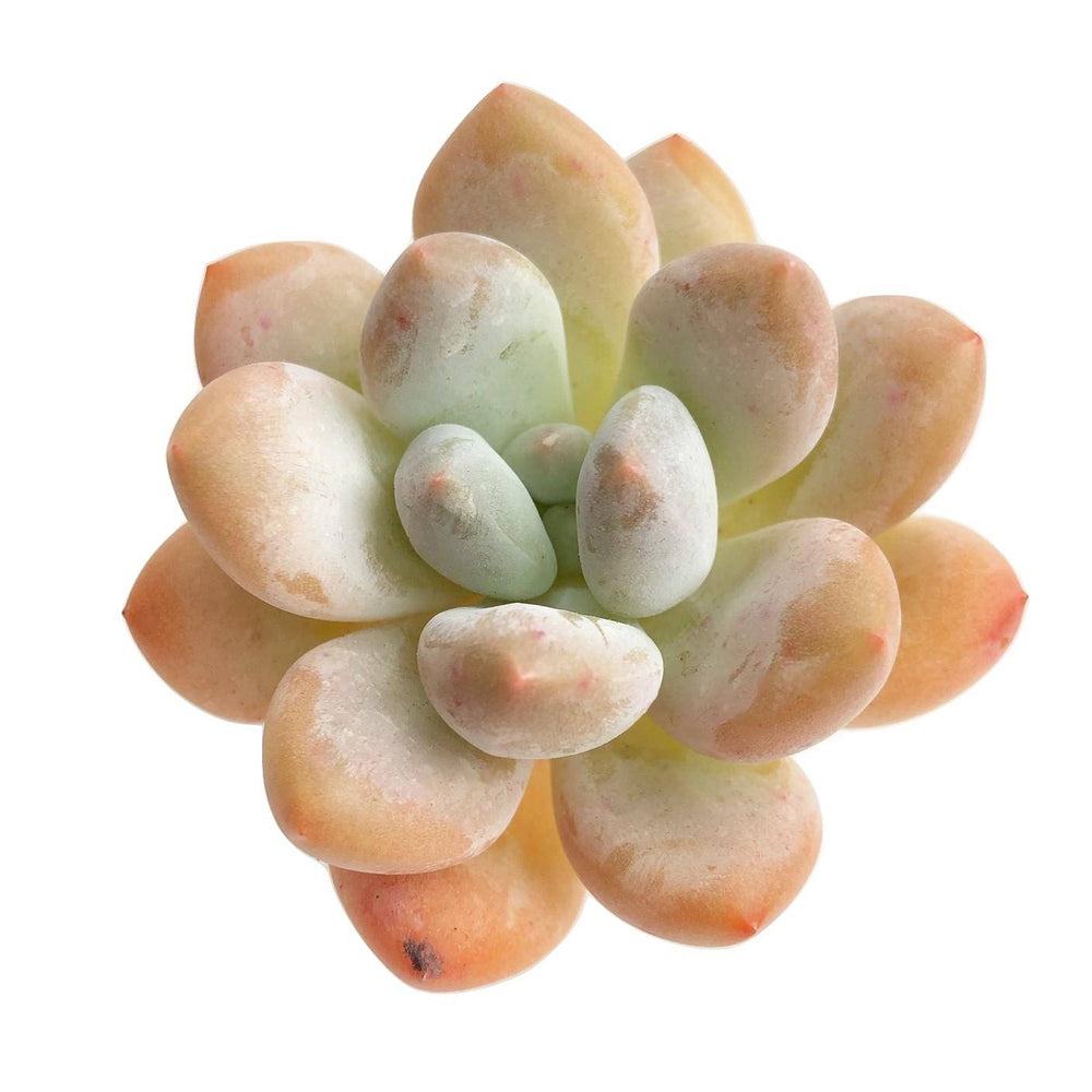 Pachyphytum cv Frevel