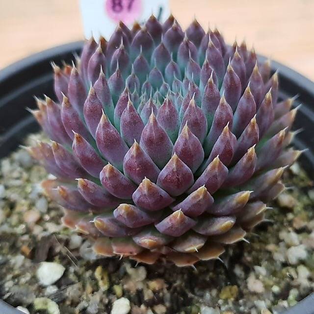 PRESALE Echeveria Sp, (Random)