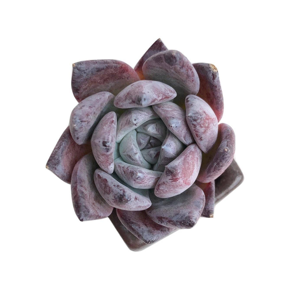 Echeveria Black Sabbath