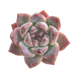 Echeveria Thumb Rim, (Randomish)