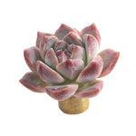 Echeveria Thumb Rim, (Randomish)