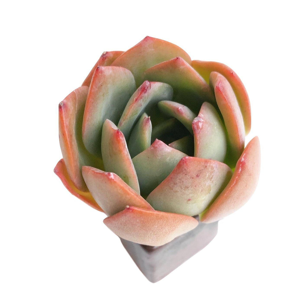 Echeveria Red Glow