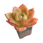 Echeveria Yellow Champagne, (Randomish)