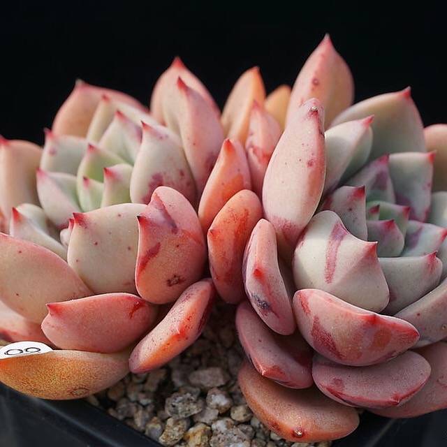 PRESALE Echeveria Shamong, Double, (Not so Random)