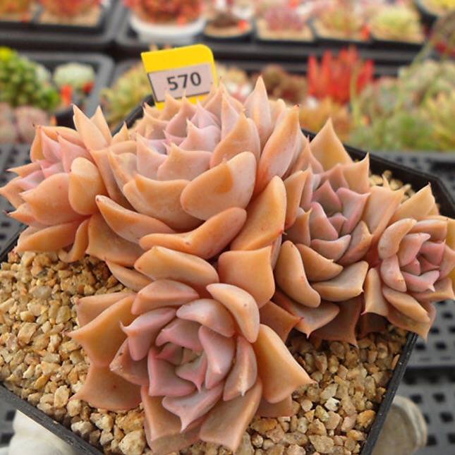 PRESALE Echeveria Glow, (Random) **VIDEO ATTACHED**