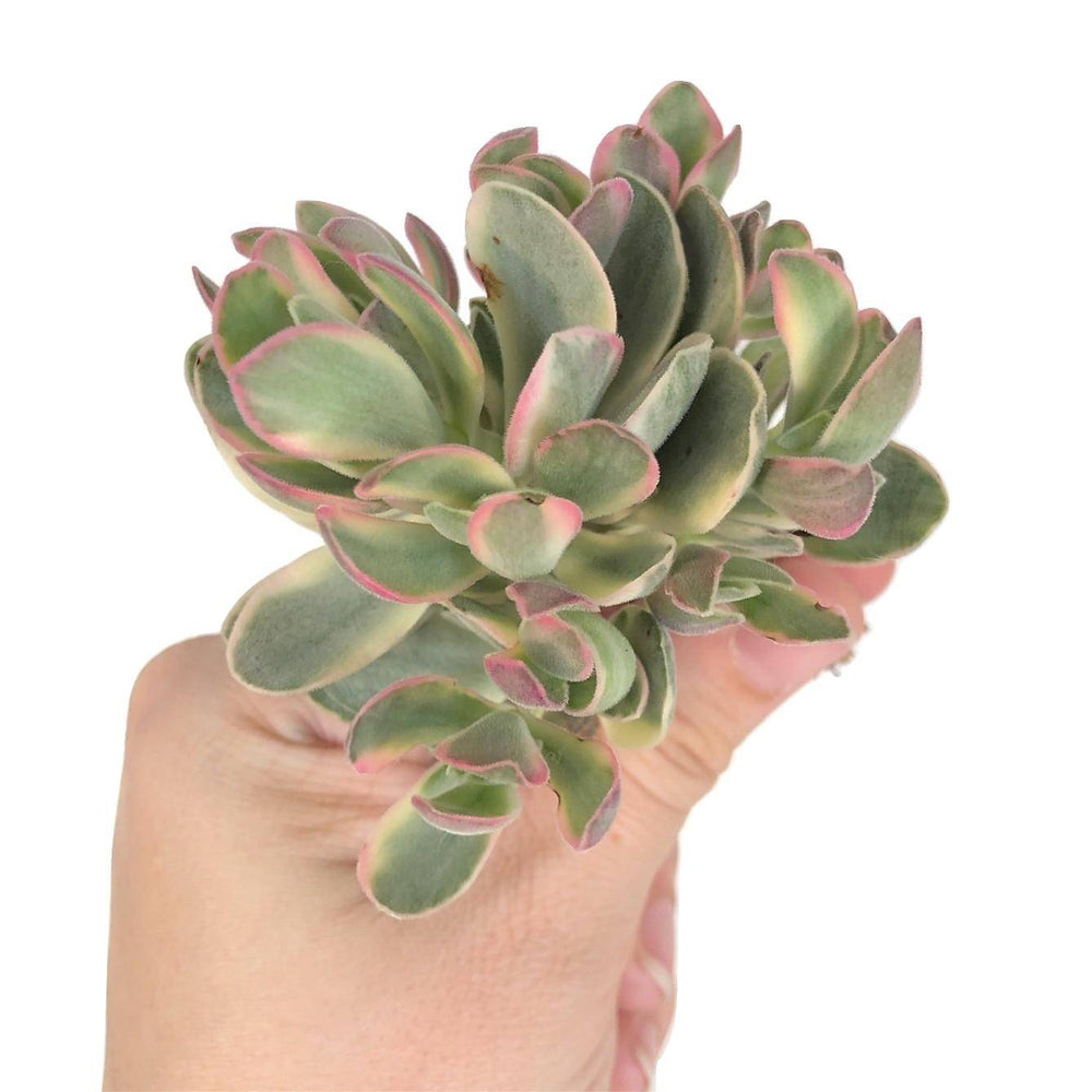 SALE! Crassula Swaziensis, Variegata – Cedar Creek Farmhouse
