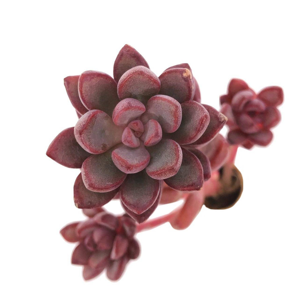 Graptoveria Purple Dream cv