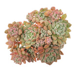 Echeveria Chrissy n Ryan, Cluster