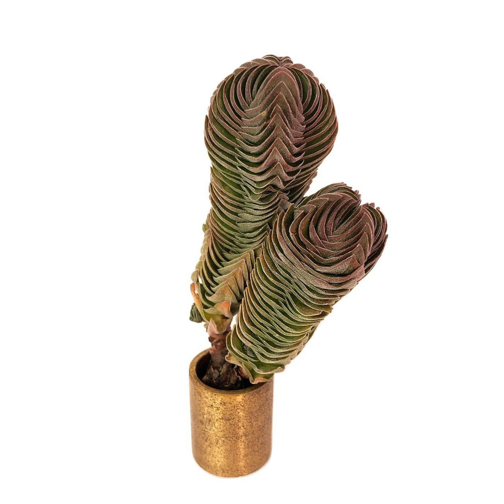 Crassula Buddha Temple