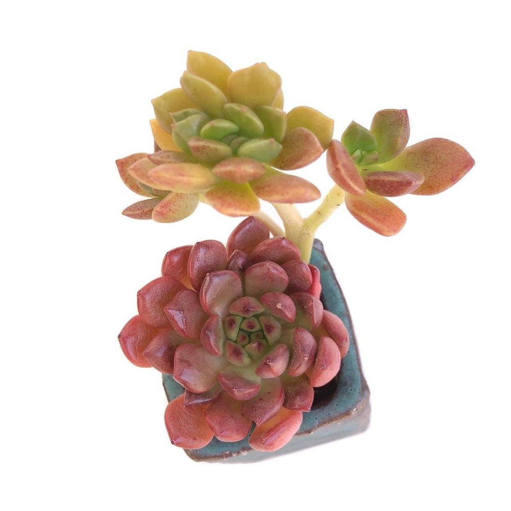 Mini Set #4- Includes Small Succulents + Pot + Soil