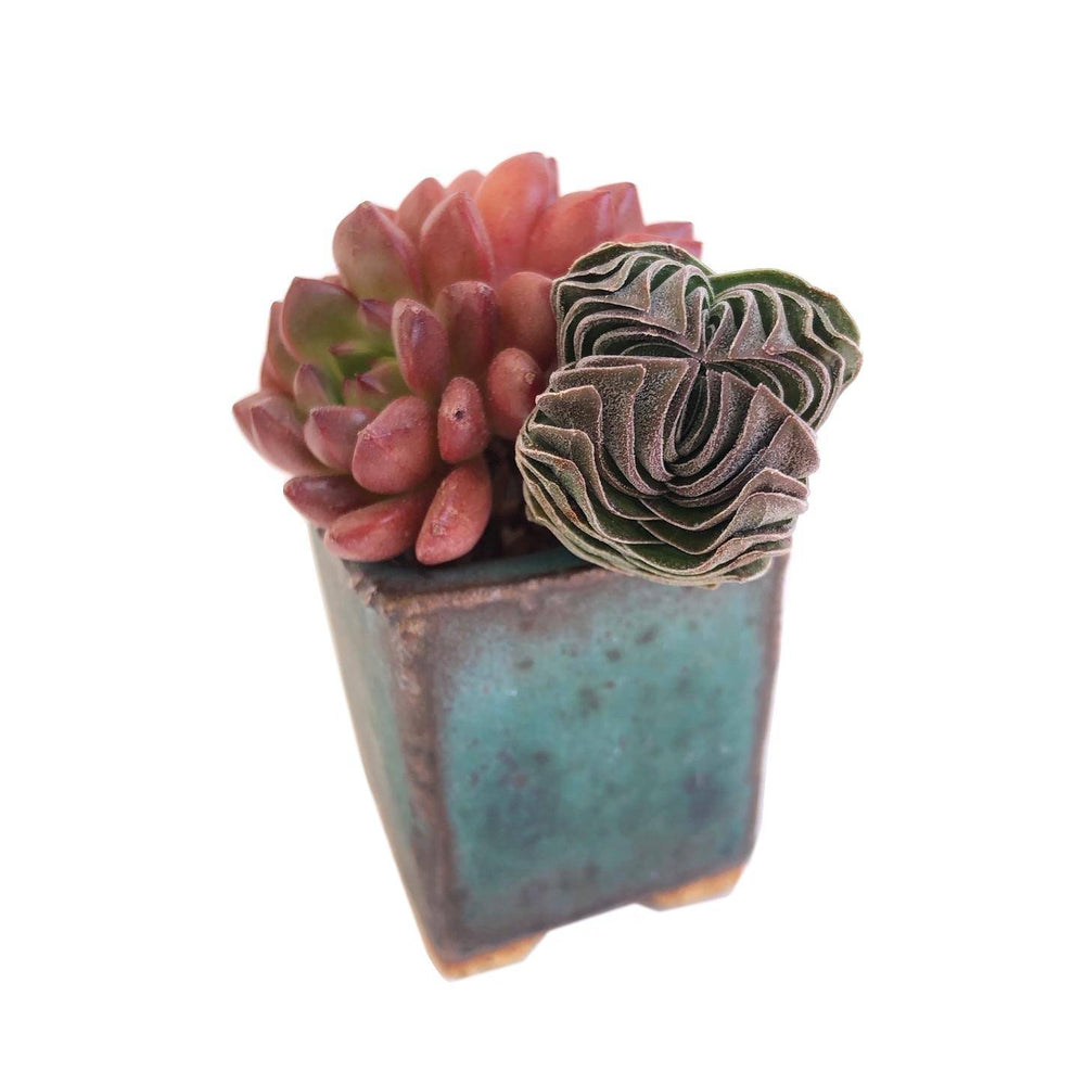 Mini Set #5- Includes Small Succulents + Pot + Soil