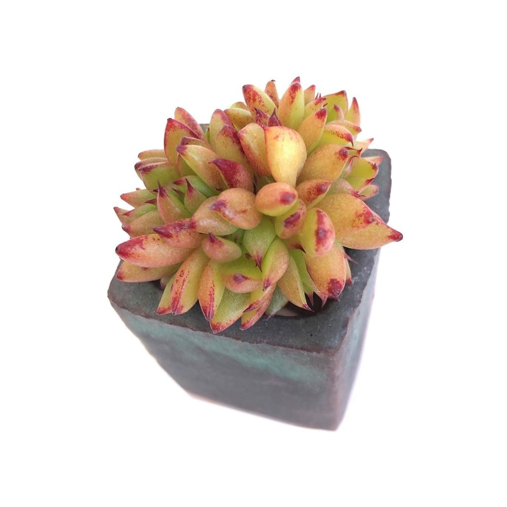 Mini Set #7- Includes Small Succulents + Pot + Soil