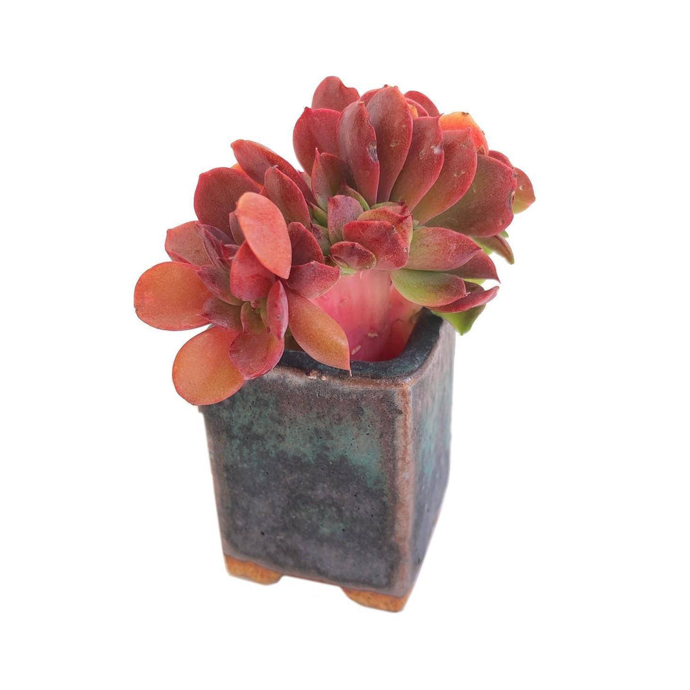 Mini Set #9- Includes Small Succulents + Pot + Soil