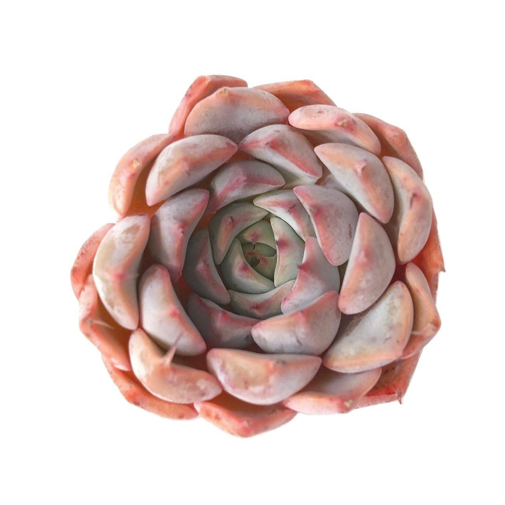 SALE! Echeveria Zaragosa