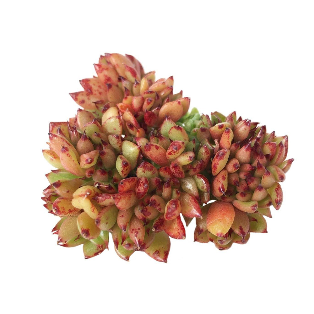 SALE Echeveria Agavoioes, Cristata